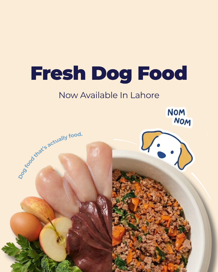 Fresh Dog Food