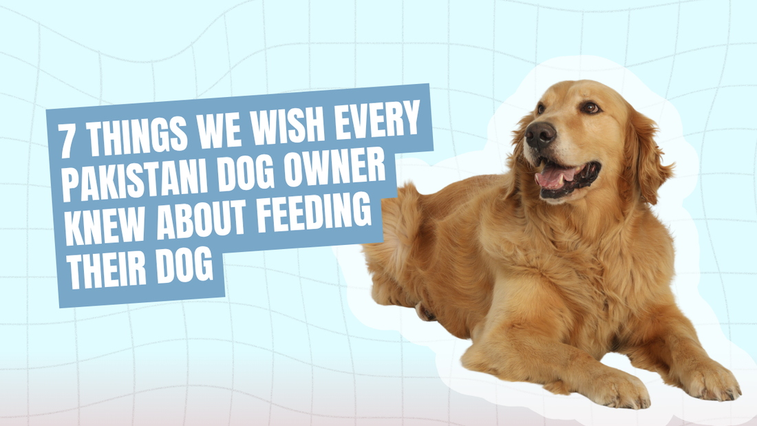 7 Things We Wish Every Pakistani Dog Owner Knew About Feeding Their Dog