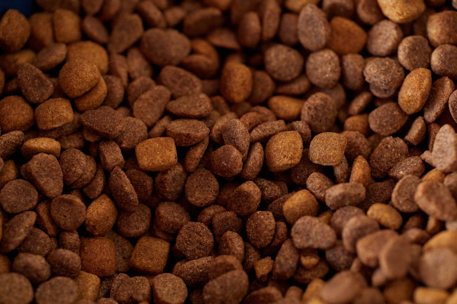 What's Actually in Your Dog's Food? A Label-Reading Guide Nobody Gave You